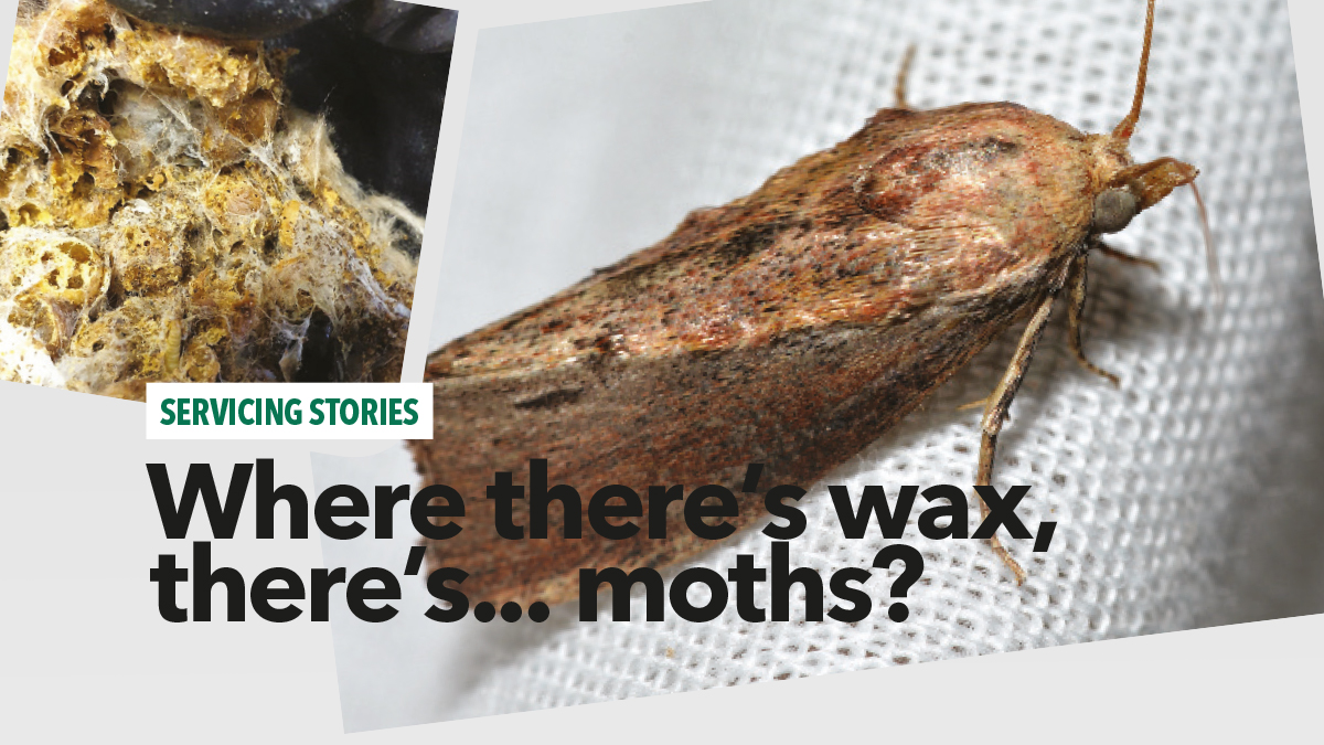 where theres wax theres moths independent pest where theres wax theres moths independent pest